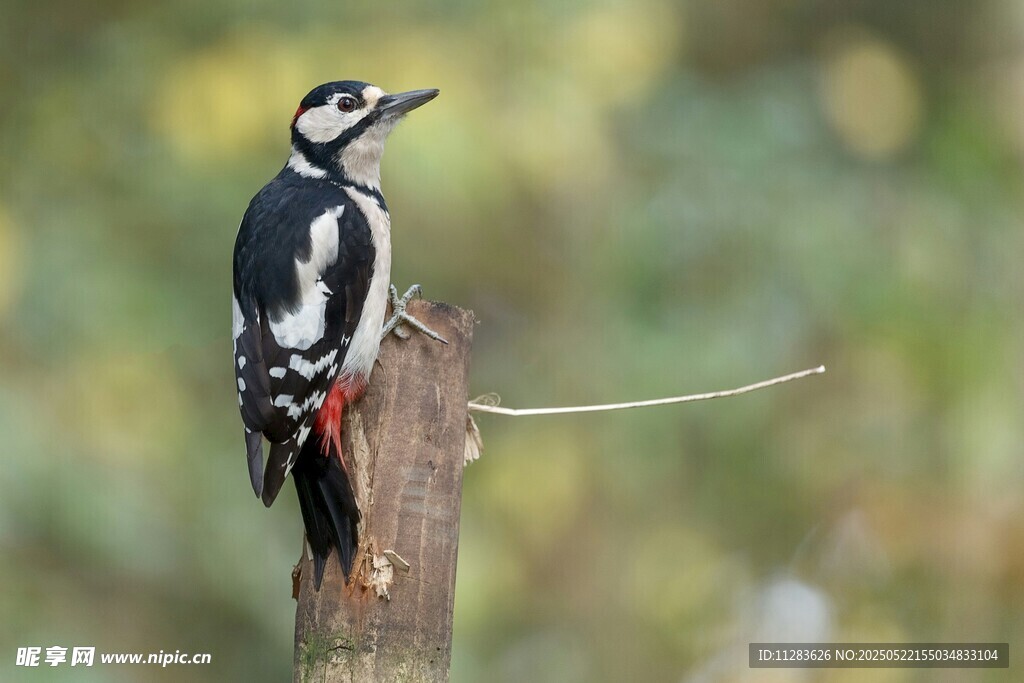 啄木鸟立于树桩
