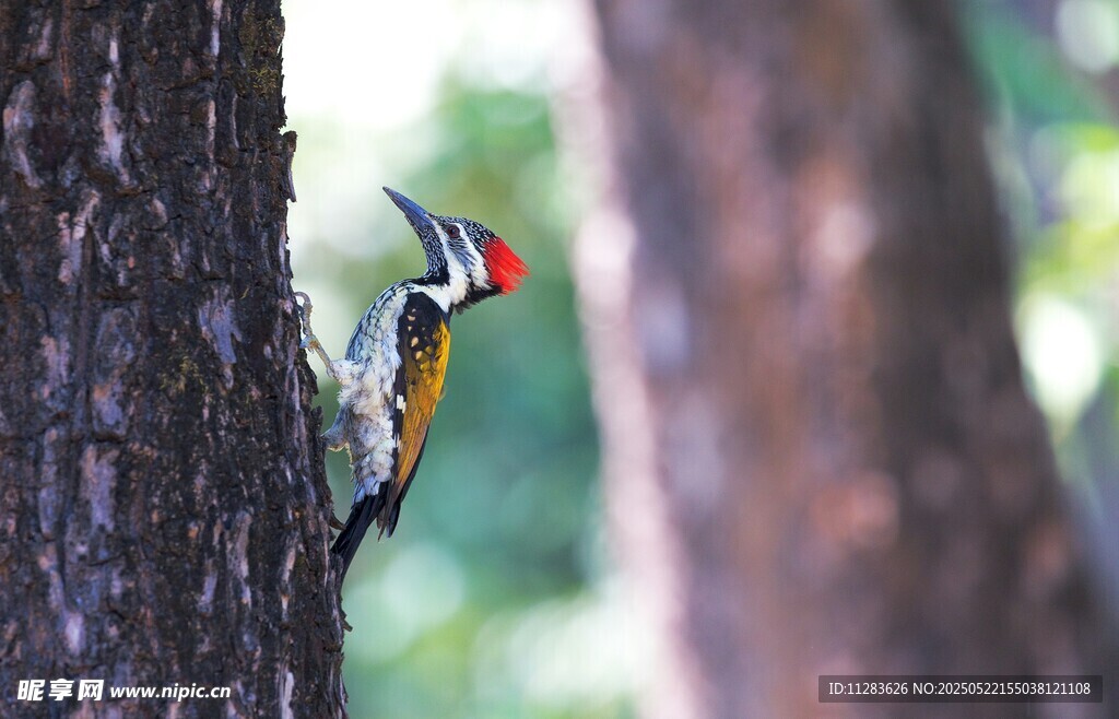 啄木鸟栖息于树干上