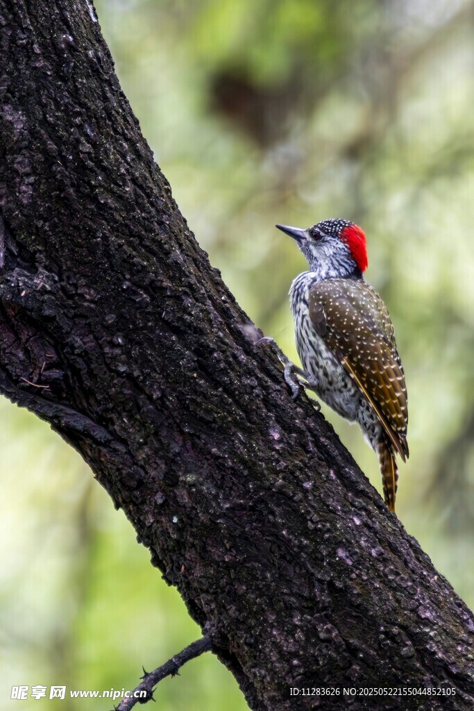 枝头啄木鸟
