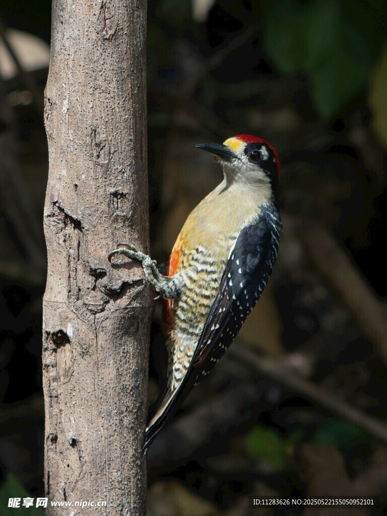 五彩啄木鸟栖息树干