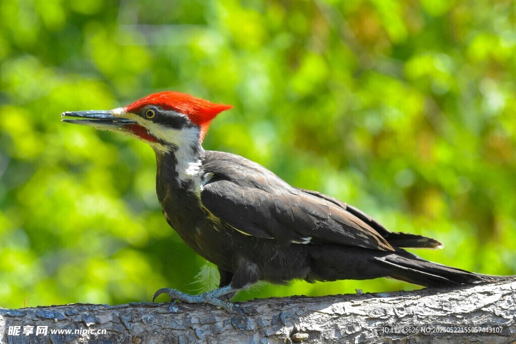 红冠啄木鸟栖息于枝头