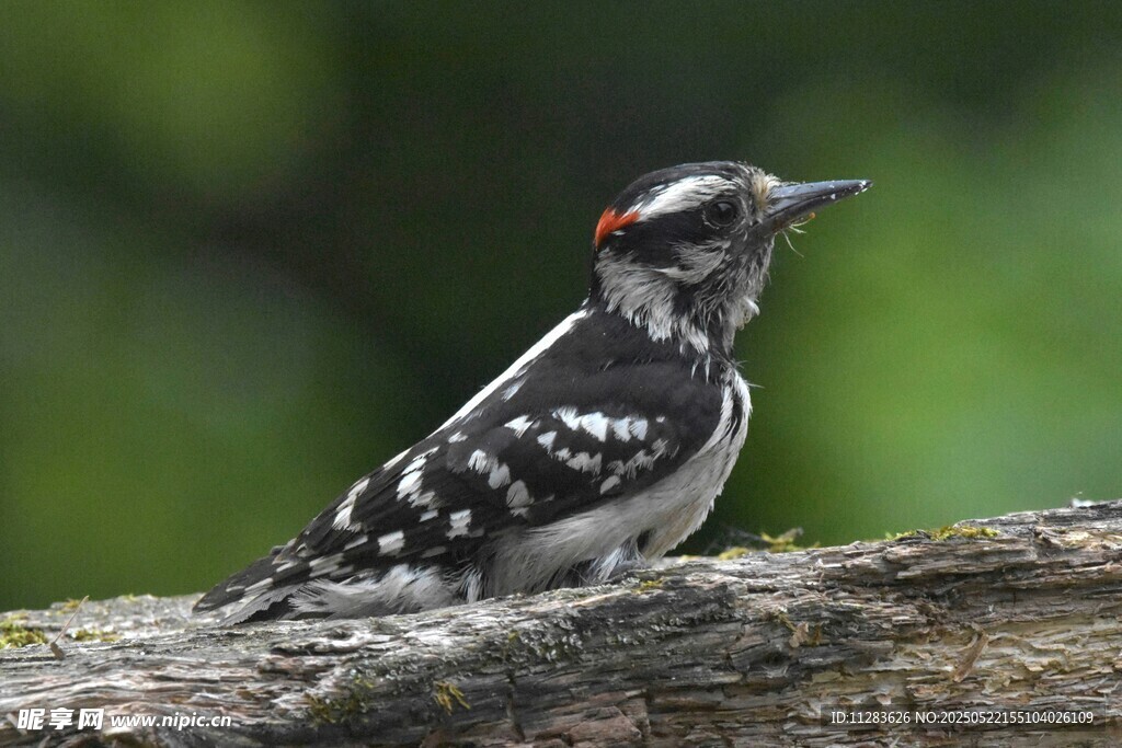 栖息于树干的啄木鸟