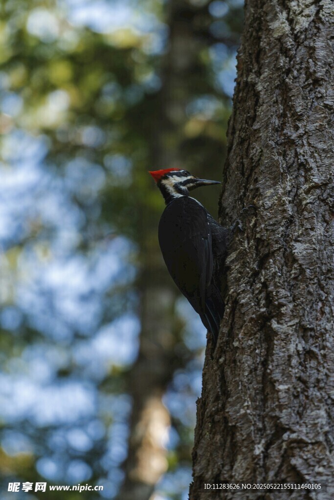 树干上的啄木鸟