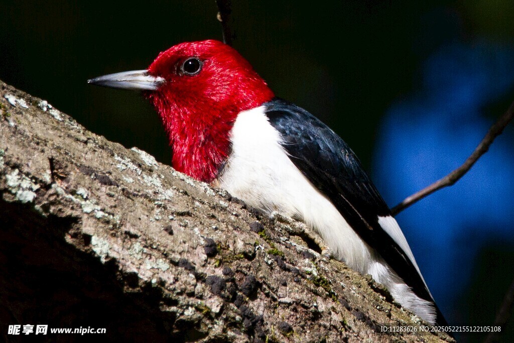 红顶啄木鸟栖息于树干
