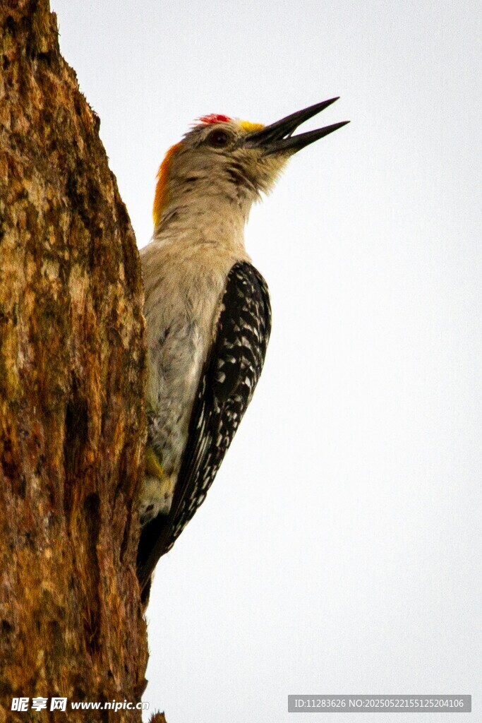 啄木鸟树干上张嘴鸣叫