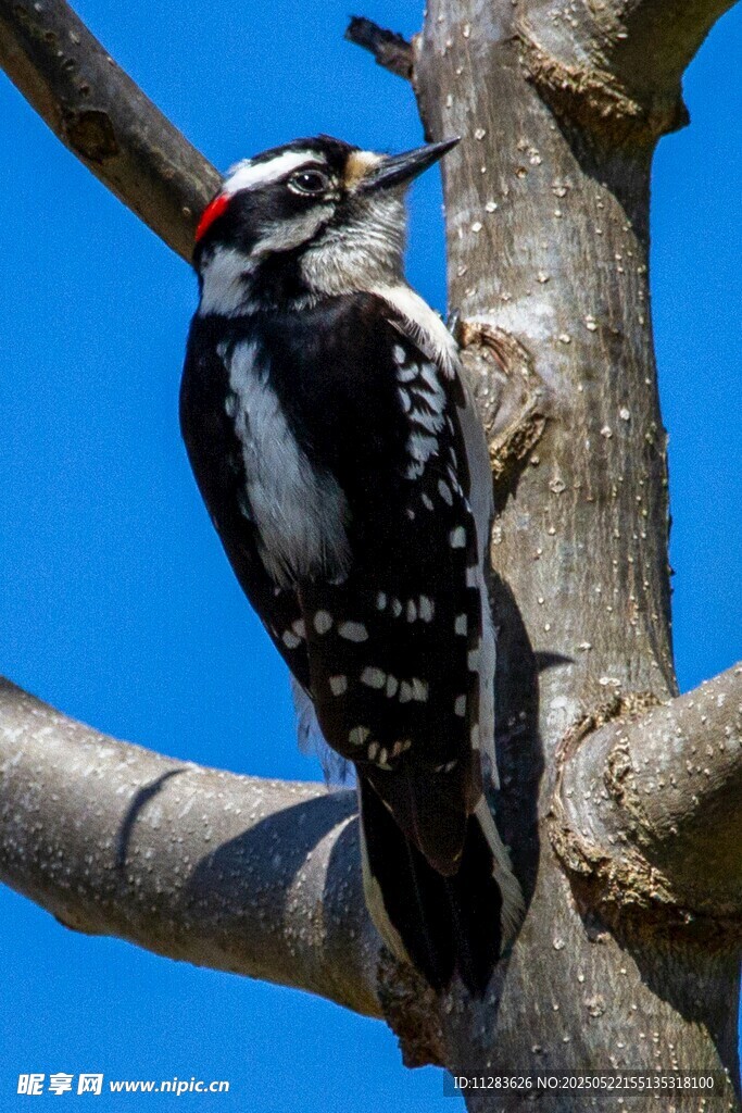 树干上的啄木鸟