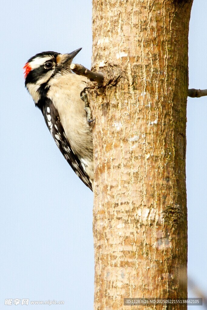 啄木鸟攀附树干瞬间