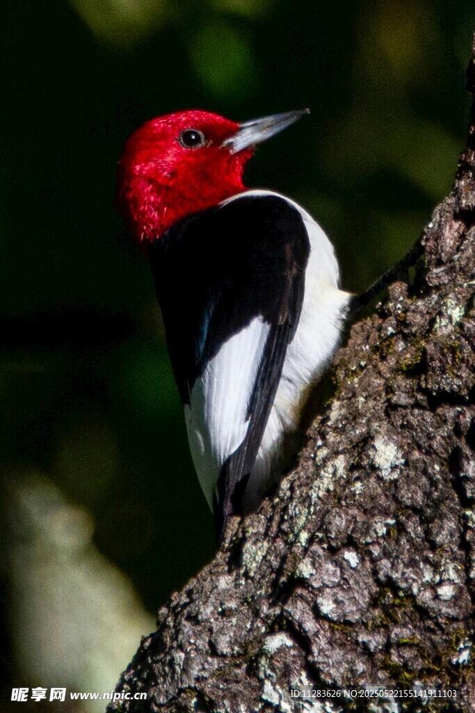 红顶啄木鸟栖息树干