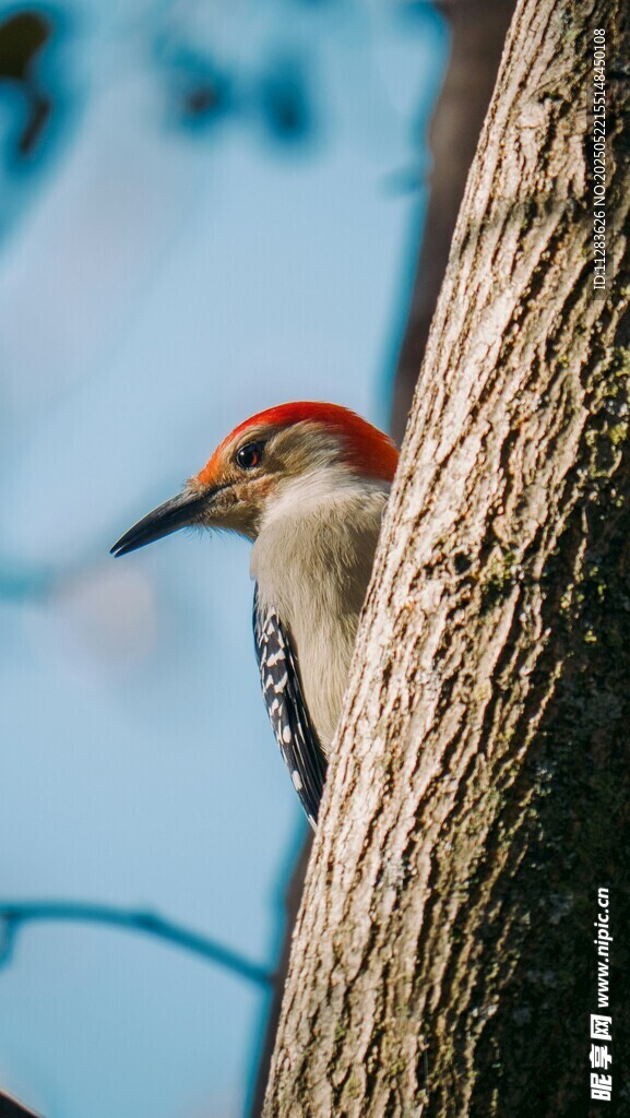 红顶啄木鸟栖于树干