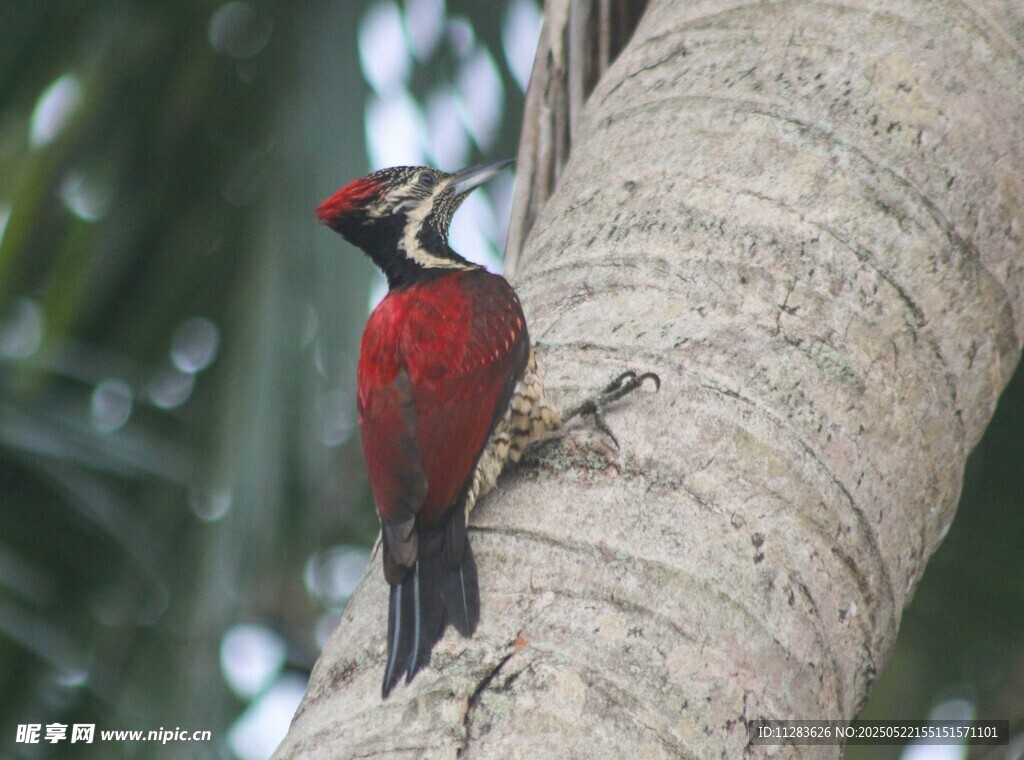 红啄木鸟栖息树干