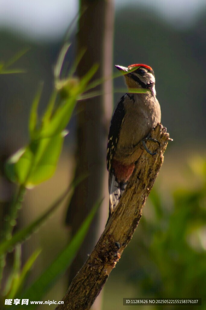 栖息枝头的啄木鸟