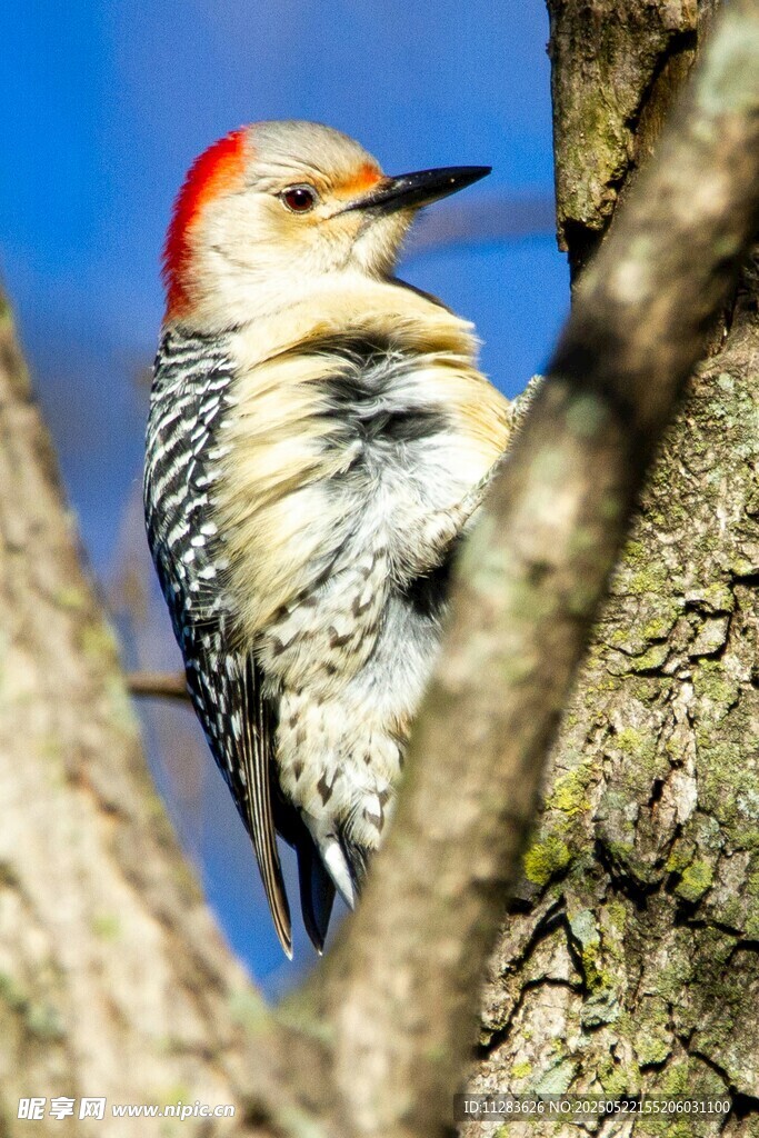 红顶啄木鸟栖息树干间