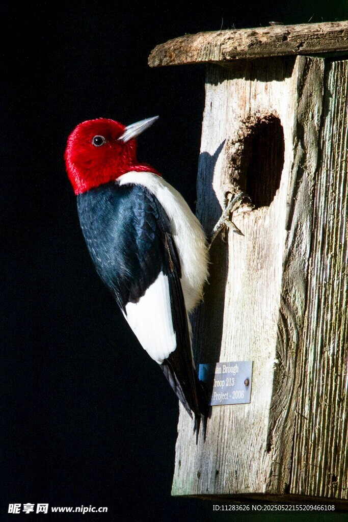 啄木鸟立于树洞旁