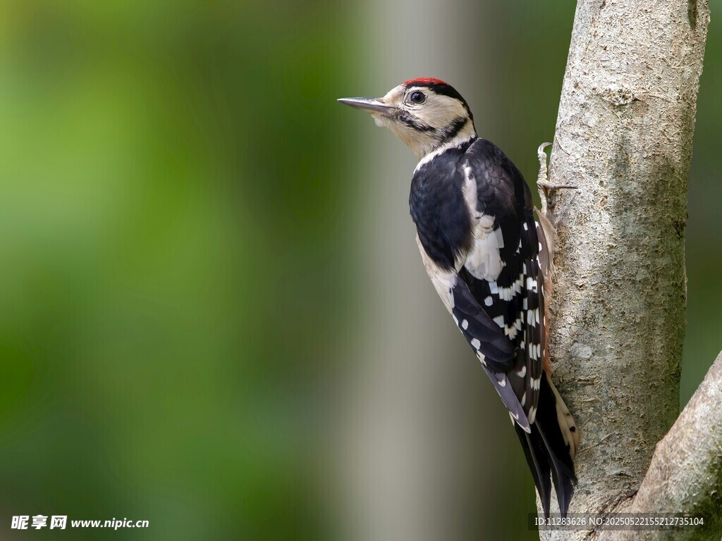 树干上的啄木鸟