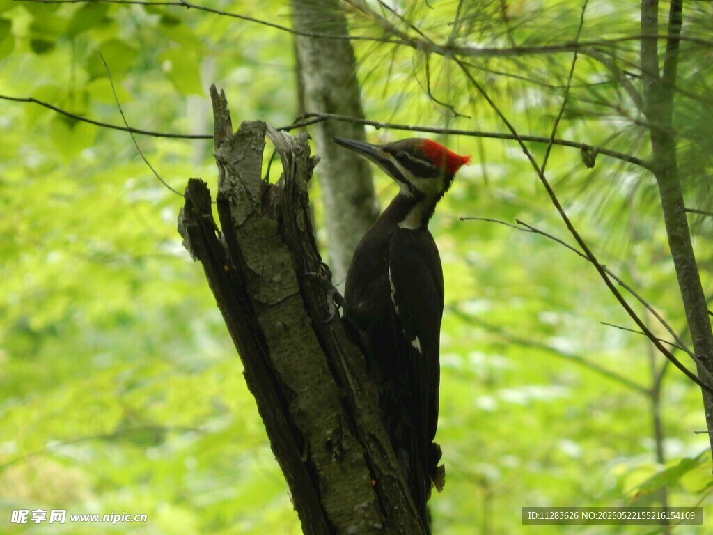 啄木鸟栖息于林间树干