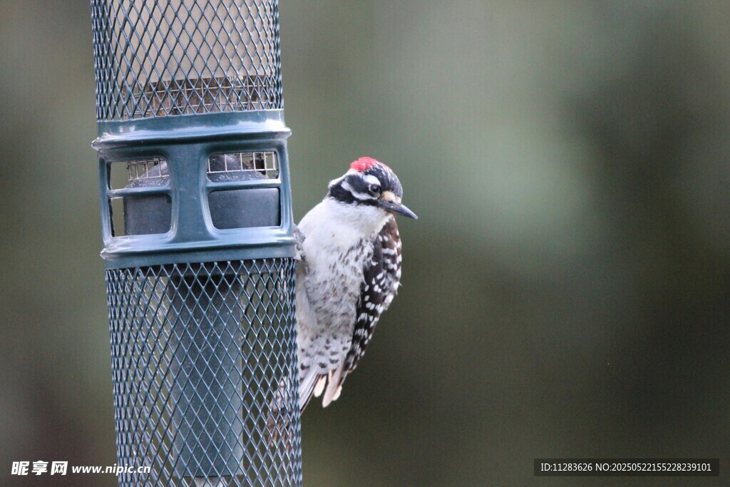 啄木鸟立于金属围栏上