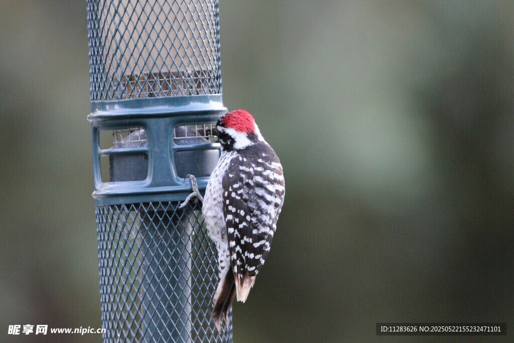 啄木鸟立于金属网格旁