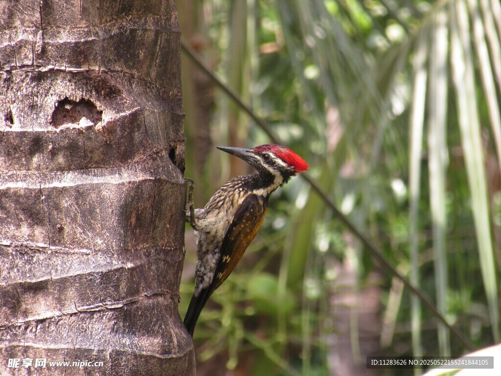 树干上的啄木鸟