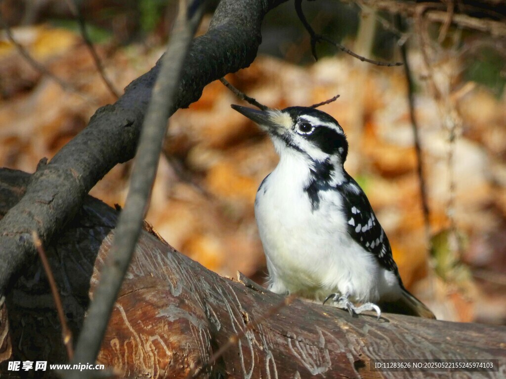 啄木鸟立于树干上觅食
