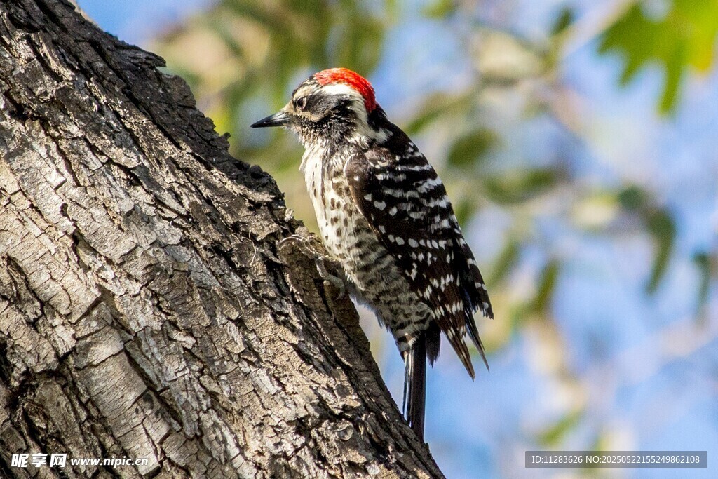 树干上的啄木鸟