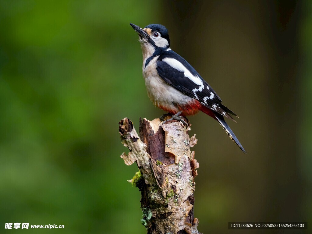 啄木鸟立于枝头