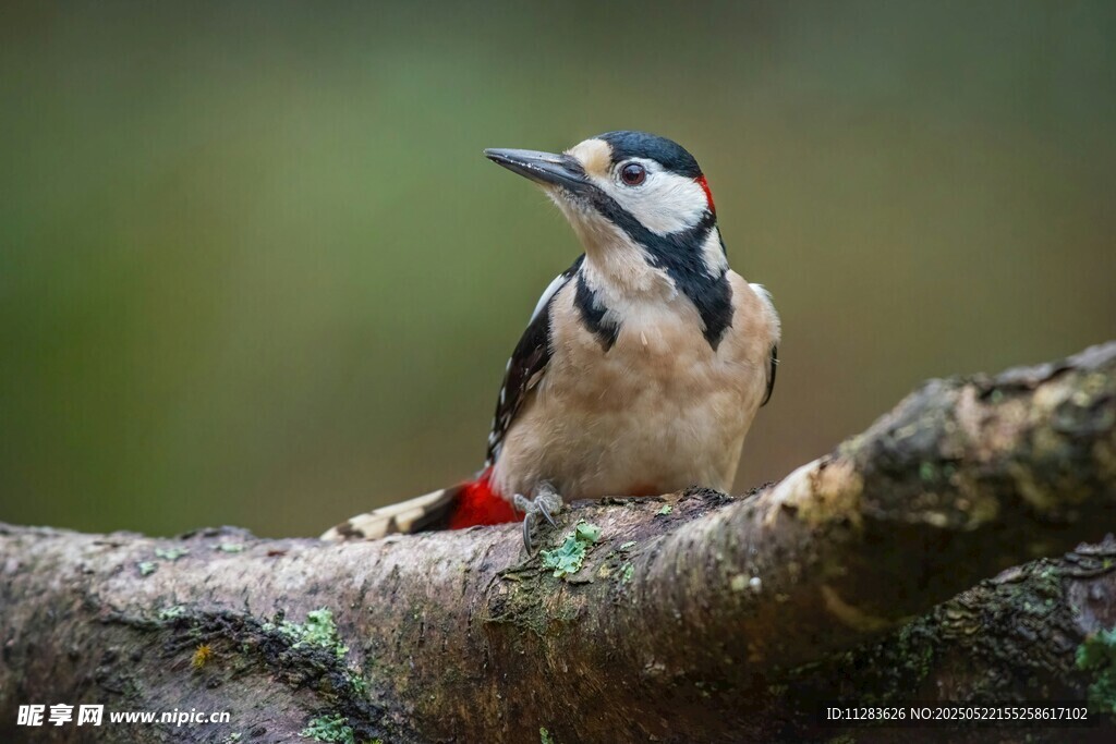 栖息枝头的啄木鸟
