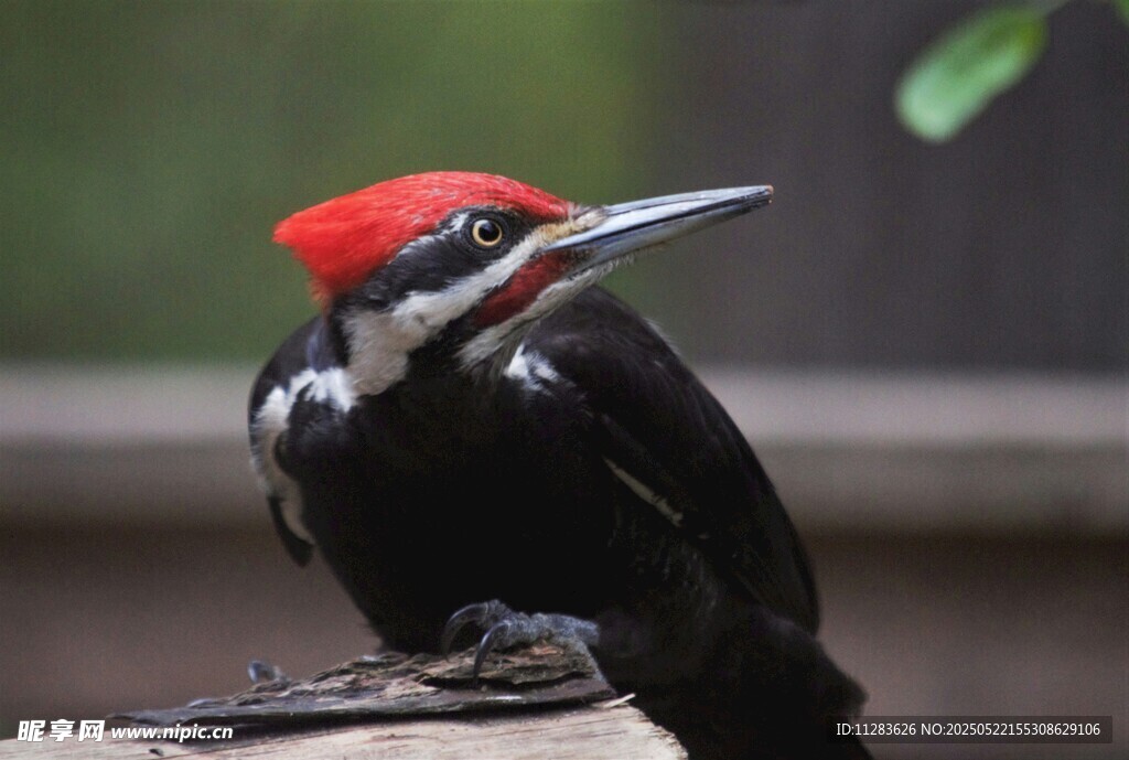 红顶啄木鸟特写