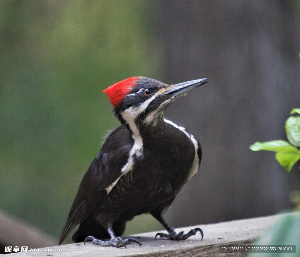 红顶啄木鸟立于枝头