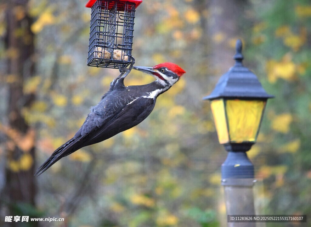 啄木鸟立于喂食器旁