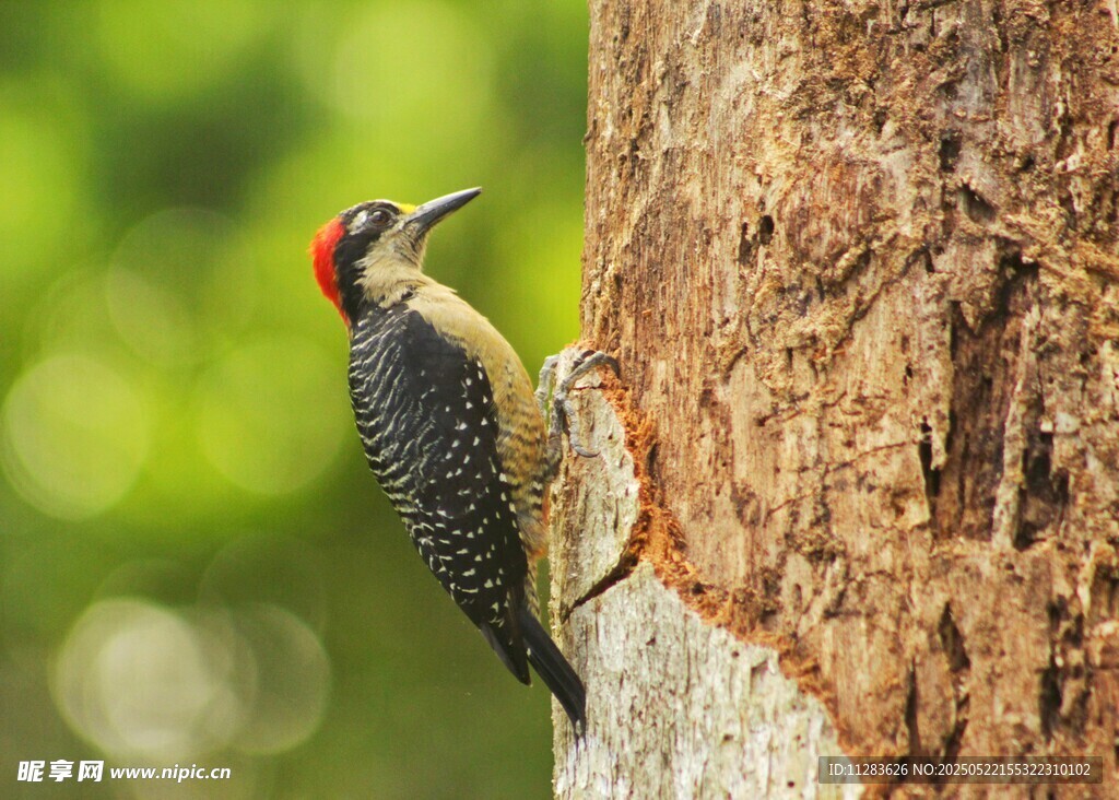 树干上的啄木鸟