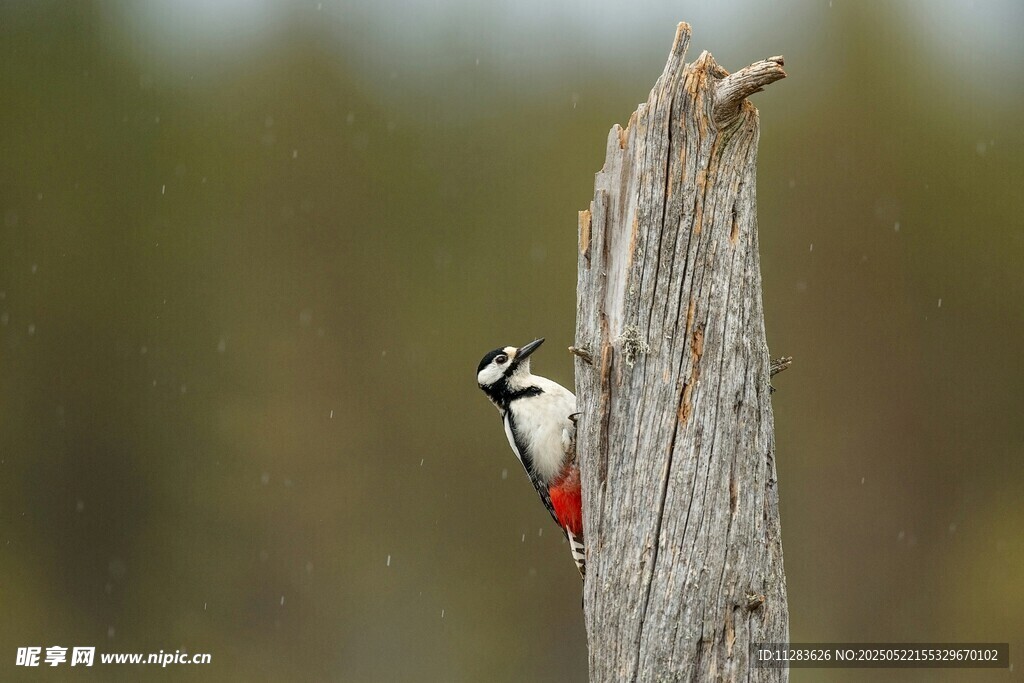 啄木鸟栖息于枯木之上