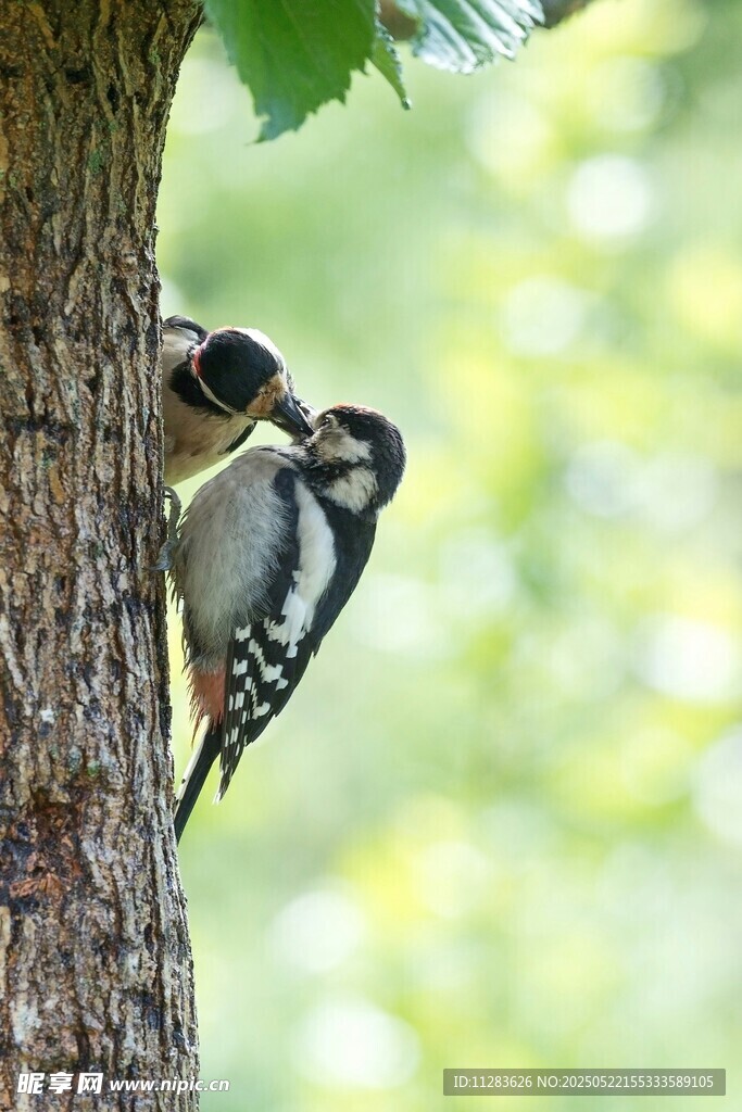 啄木鸟树干上育雏