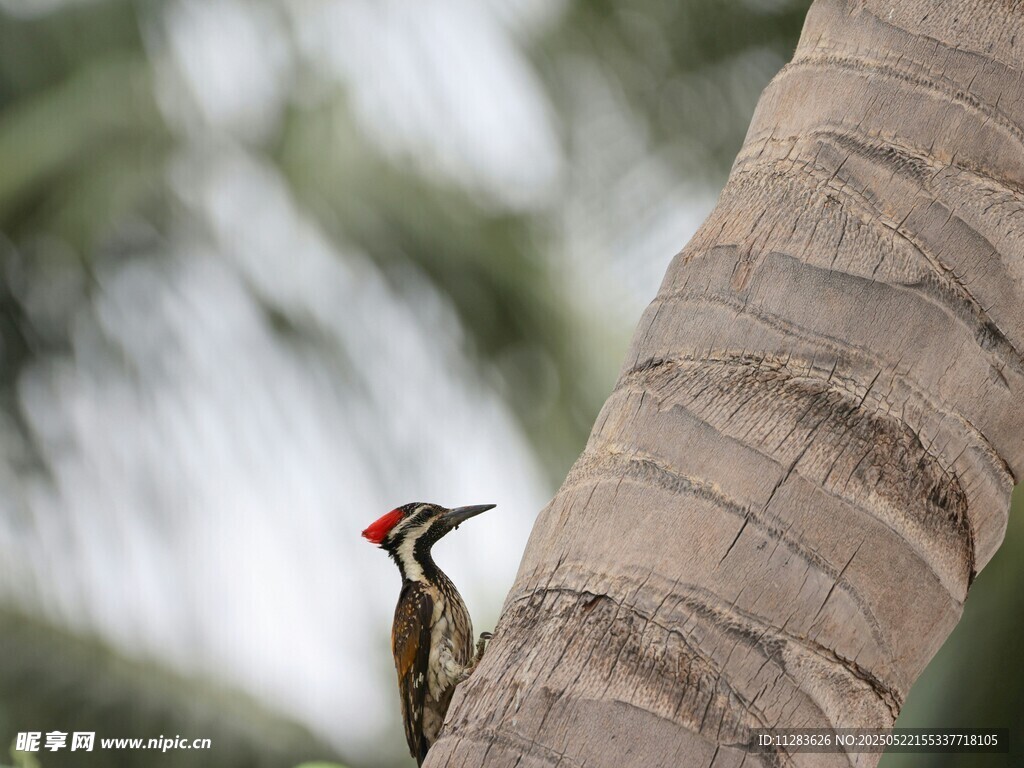 树干上的啄木鸟
