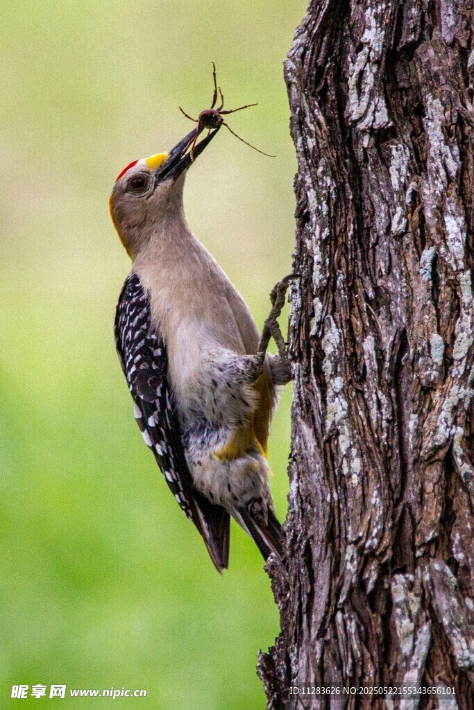 啄木鸟树干上捉虫瞬间