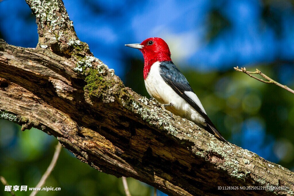 红顶啄木鸟栖息于树枝