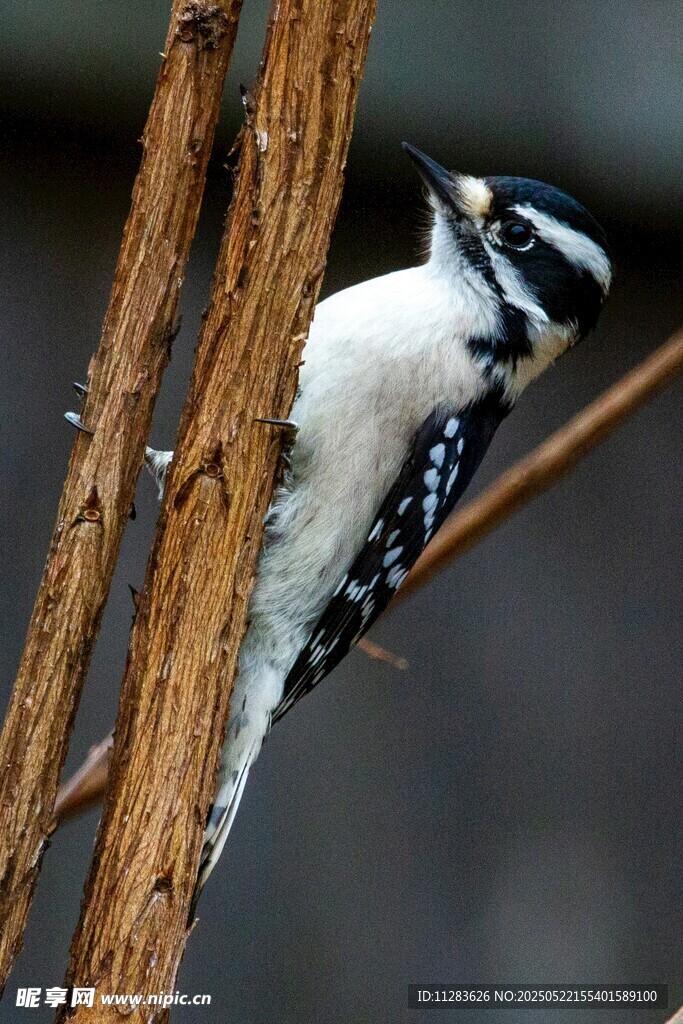 啄木鸟攀附树干瞬间