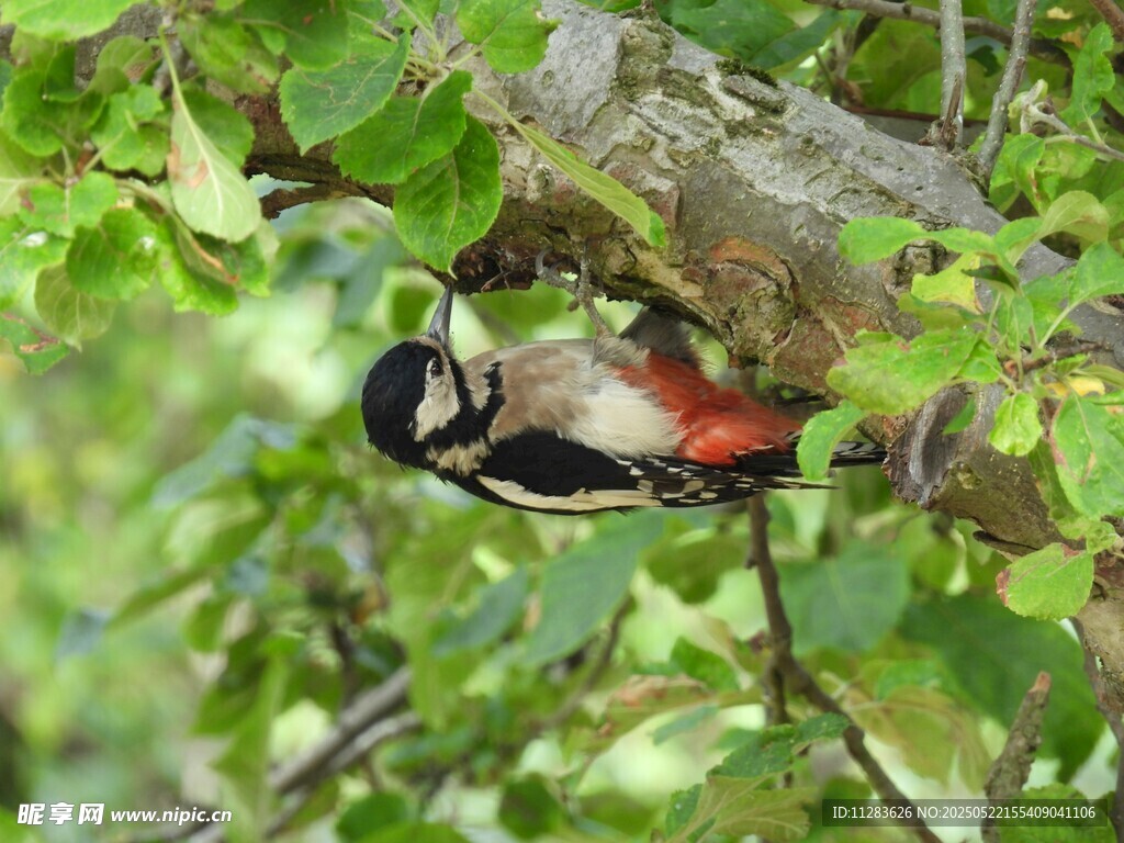 啄木鸟栖息于翠绿枝叶间