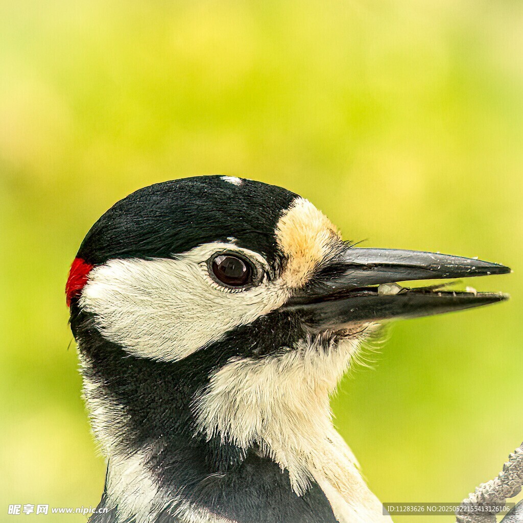 啄木鸟特写