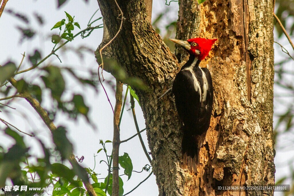 树干上的红顶啄木鸟