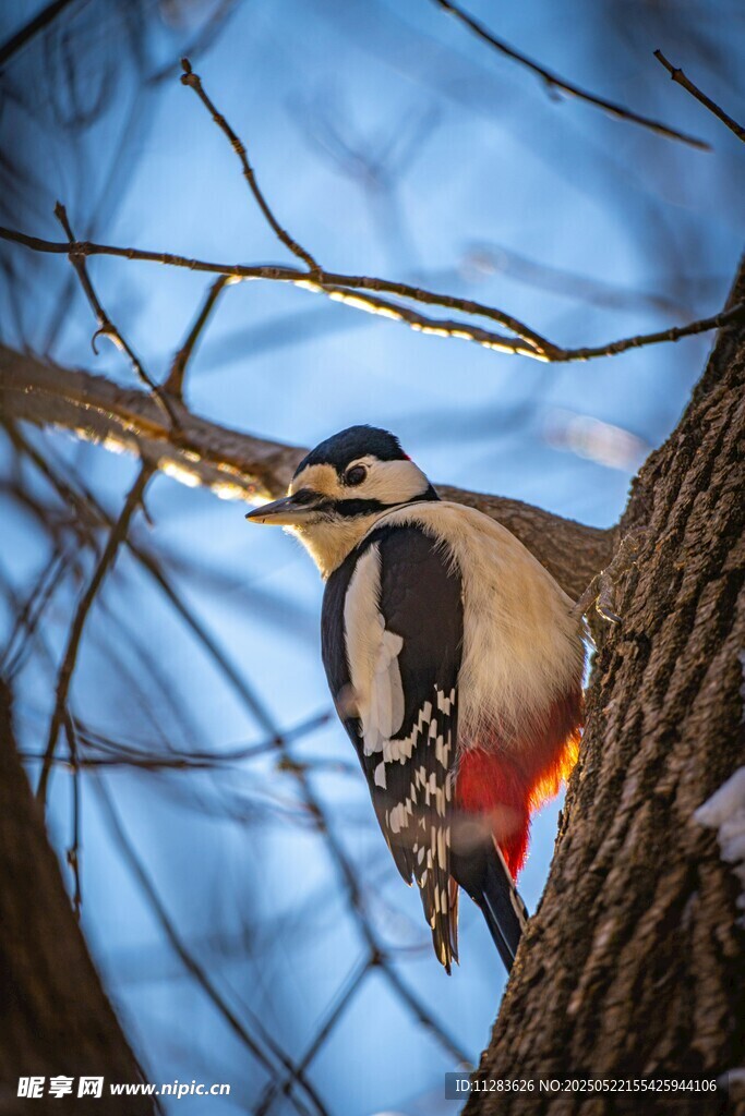 啄木鸟栖息于树枝间