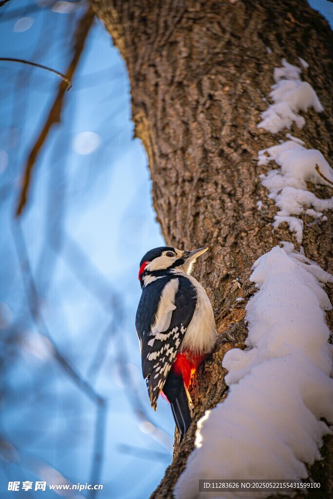 雪地树干上的啄木鸟