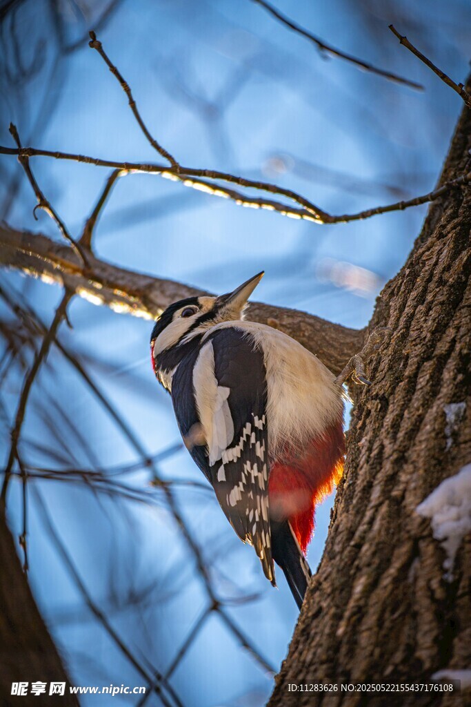 树干上的啄木鸟