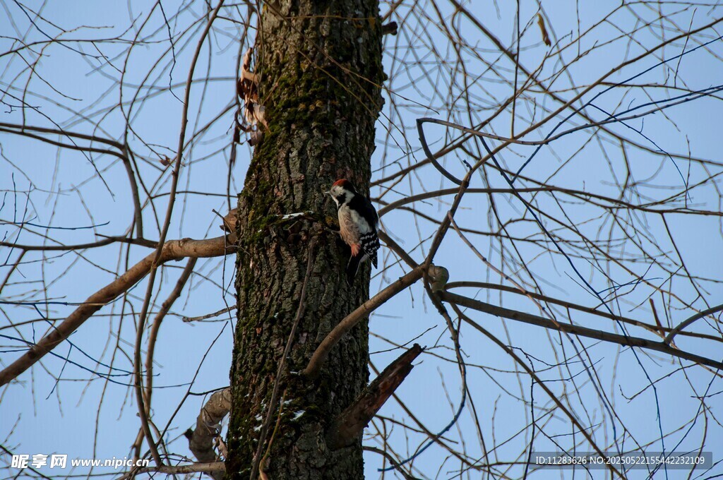 树干上的啄木鸟