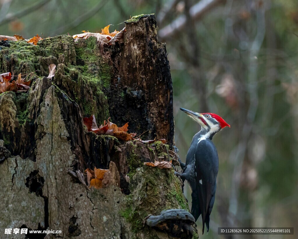 啄木鸟立于树桩上觅食