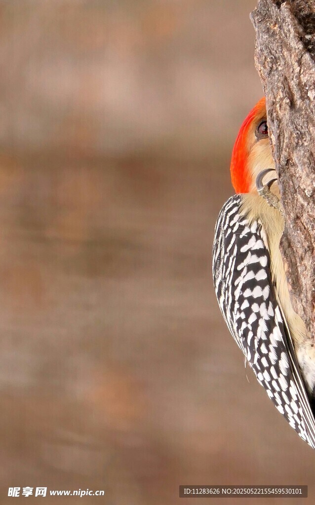 啄木鸟栖息树干特写