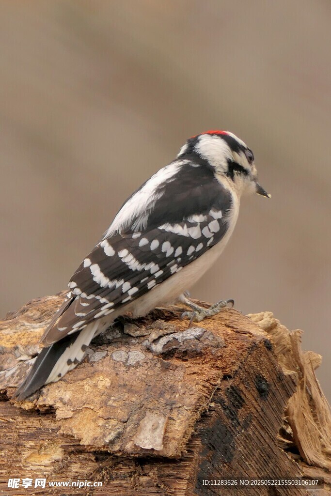 啄木鸟立于树桩上