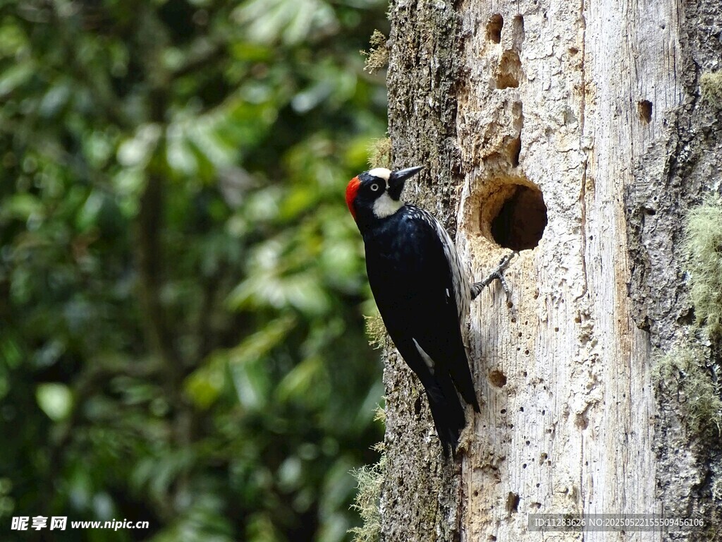 啄木鸟立于树洞旁