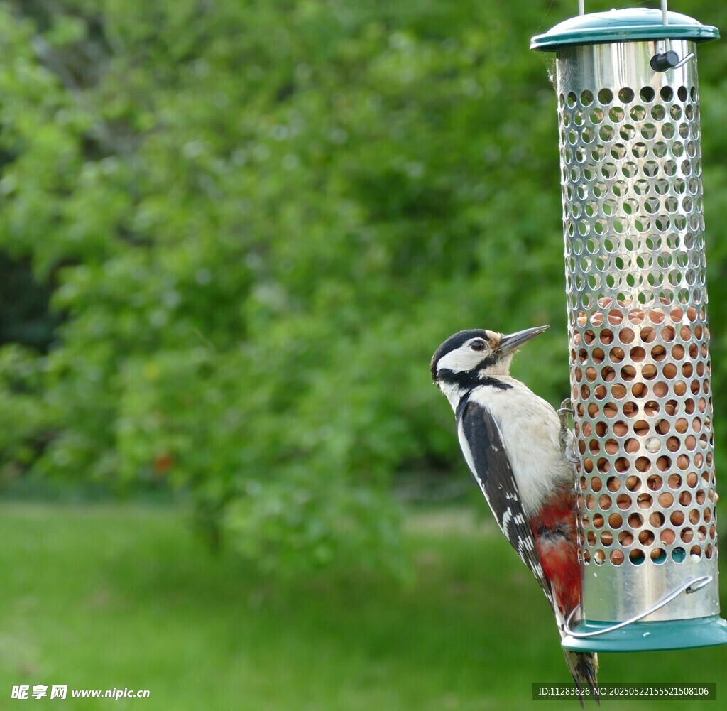 啄木鸟立于喂鸟器