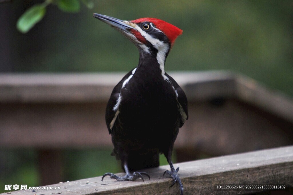 红冠啄木鸟立于木上