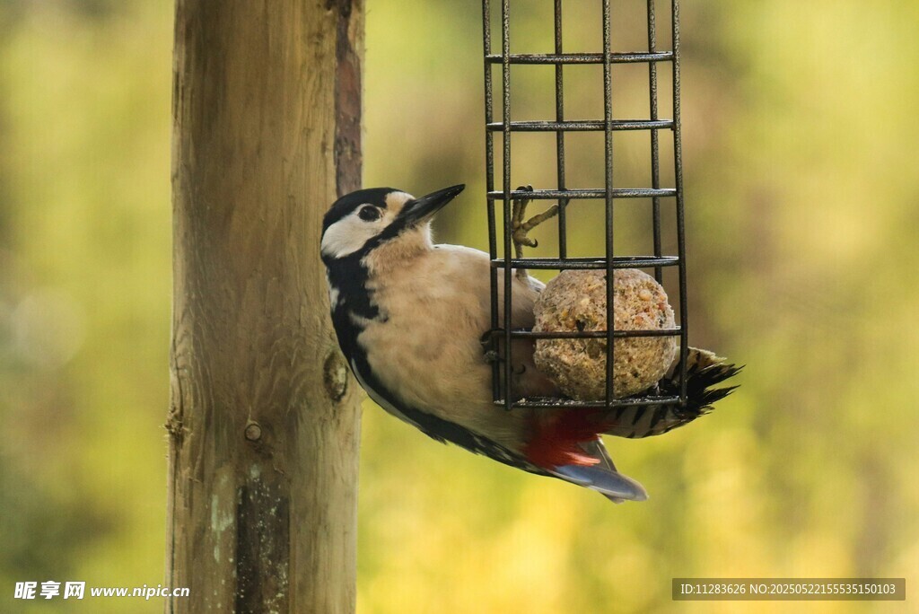 啄木鸟在喂食器进食